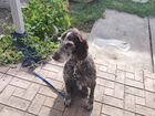 Найдена собака (Дратхар) объявление продам