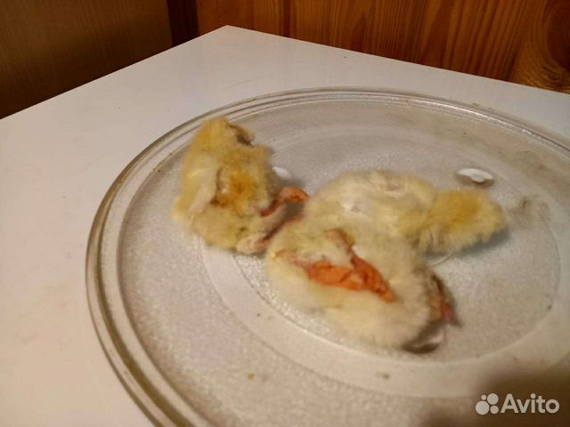 Цыплята суточные замороженные, натуральный корм