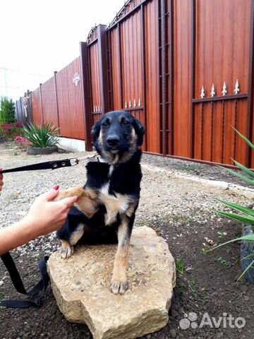 Отдам щенка в хорошие