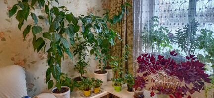 Герани, кислица, сенполии, и др