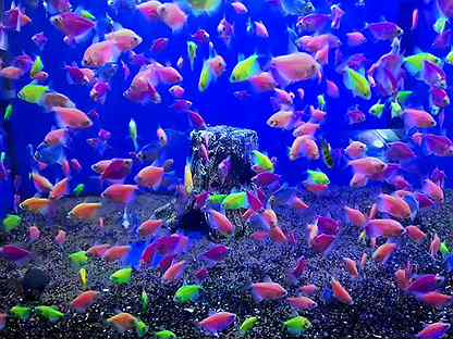 Красочные аквариумные рыбки
