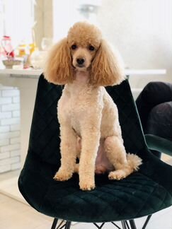 Пудель карликовый вязка