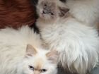 Персидские котята и кошки. В добрые руки объявление продам