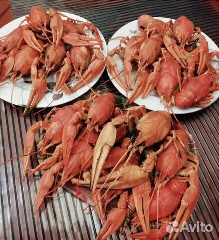 Живые раки Пенза, бесплатная доставка