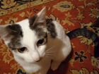 Курильская кошечка и обыкновенный котик объявление продам