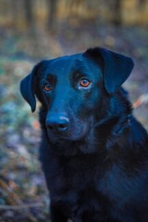 Самый любящий пес Тим