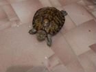 Черепахи с аквариум объявление продам