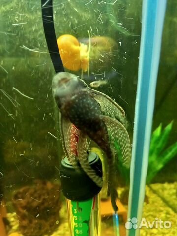 Продам сомиков анцитрусов