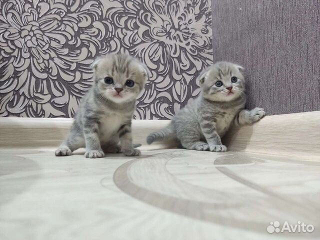 Скоттиш фолд фото прямыми ушами. Авито шотландская ярославль. Авито коты чапаевск самарская область. Скоттиш фолд рыжий котенок. Вислоухие котята шотландцы серые.