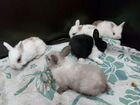 Карликовые разноцветные кролики объявление продам