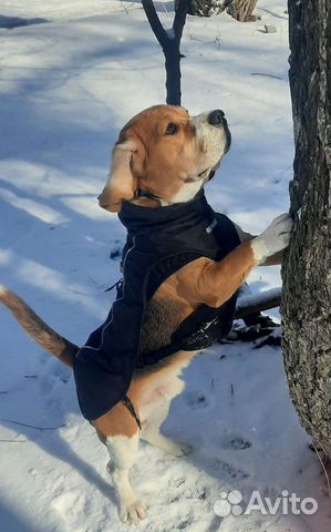 Вязка Кобель Бигль