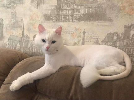 Стрижка кошек/котов и собак