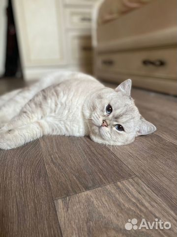 Британская шиншилла. Котик на вязку