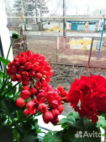 Герань Тюльпановидная (пеларгония), есть цветущие