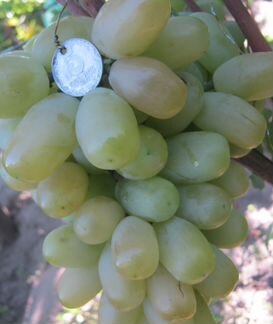 Саженцы элитных сорт винограда и плод. деревьев