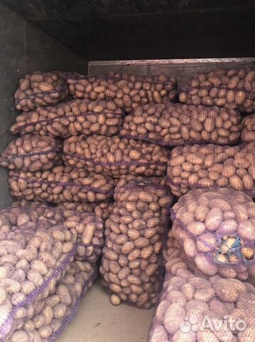 Картофель Лук Морковь Капуста