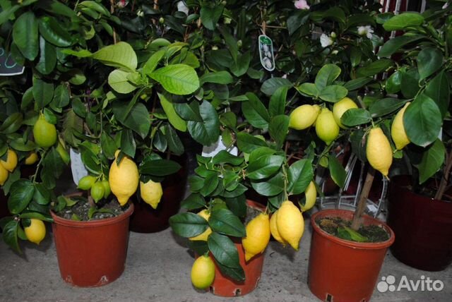 Лаймы саженцы и мандарины