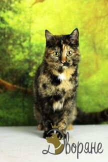 Кошечка Марина Юрьевна