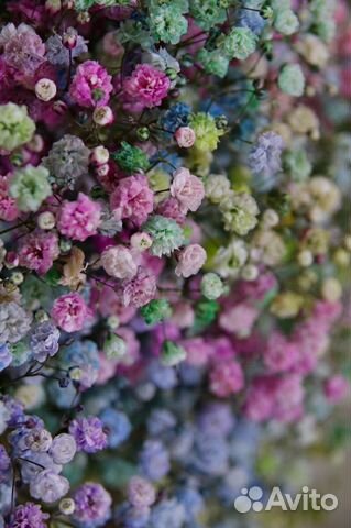 Радужная гипсофила