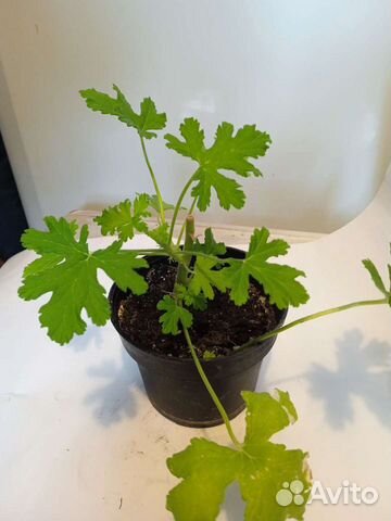 Душистая герань