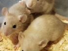 Крысы сиамские и другие окрасы