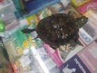 Желтоухая черепаха объявление продам