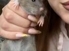 Крысы дамбо (2 шт) объявление продам