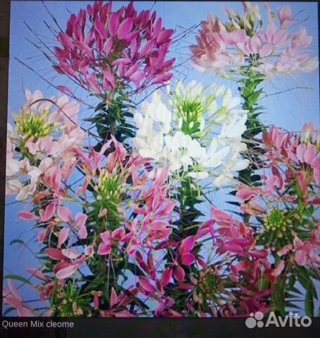 Семена цветов