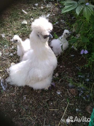 Китайские шолковые