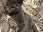 Два офигенских классных котенка ищут семью объявление продам