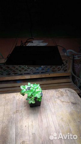 Фитолампа Quantum board 60 Вт