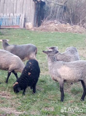 Курдючные бараны овцы
