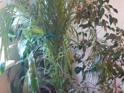 Бенджамина фикус, пальма, китайская роза и др