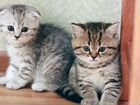 Шотландские вислоухие мраморные котятки объявление продам