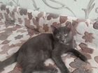 Котик серый с пятнышком на груди