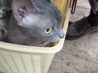 Кошка котята русская голубая
