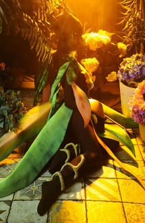 Костюм и пластический грим Guild wars 2 косплей