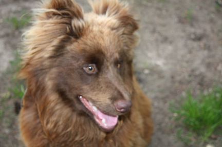 Метис медвежонка в добрые руки