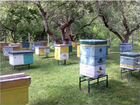 10 пчелосемей объявление продам