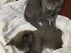 Котята мальчик и девочка
