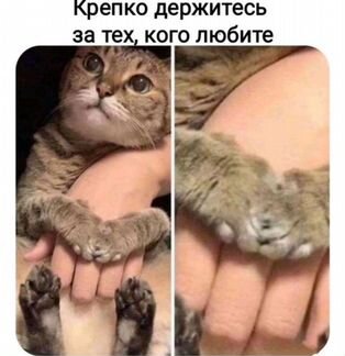 Отдам кота в добрые руки