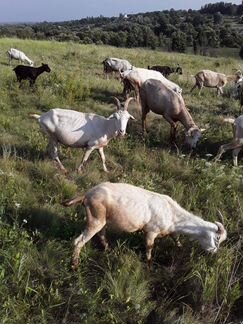 Козы, козлы, козлята отдельно или полностью стадом - фотография № 5