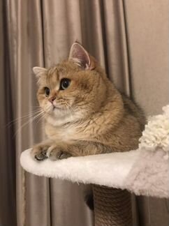 Британская золотая шиншилла кот приглашает на вязк