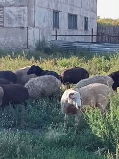 Овцы и бараны - фотография № 1