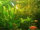 Улитки и растения в аквариум
