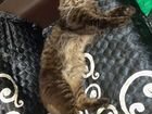 Мейн-кун кот,родословная,продам(или вязка)