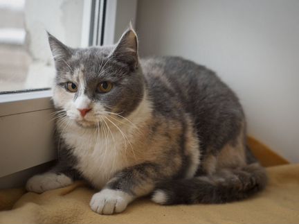 Кошка Памелла в добрые руки