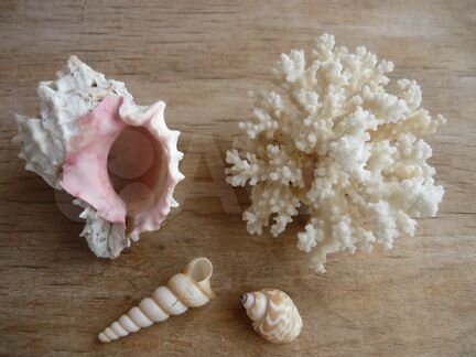 Раковины моллюсков