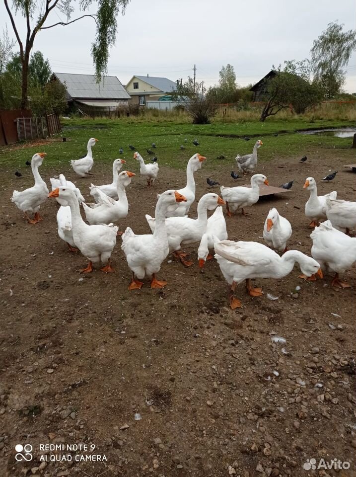 Гусь холмогорской породы