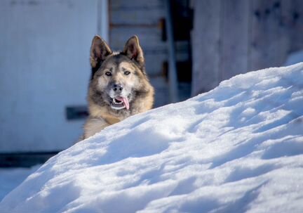 Настоящая северная собака Вета ищет свой дом